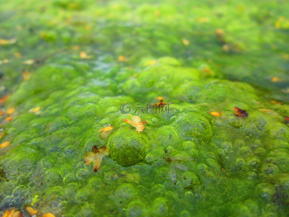 藻类,湖,植物