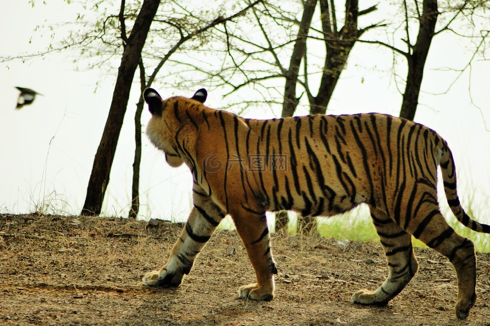 虎,野生动物,印度