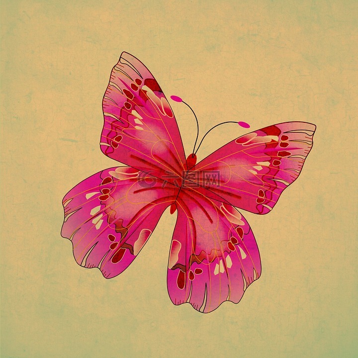 蝴蝶,昆虫,粉红色