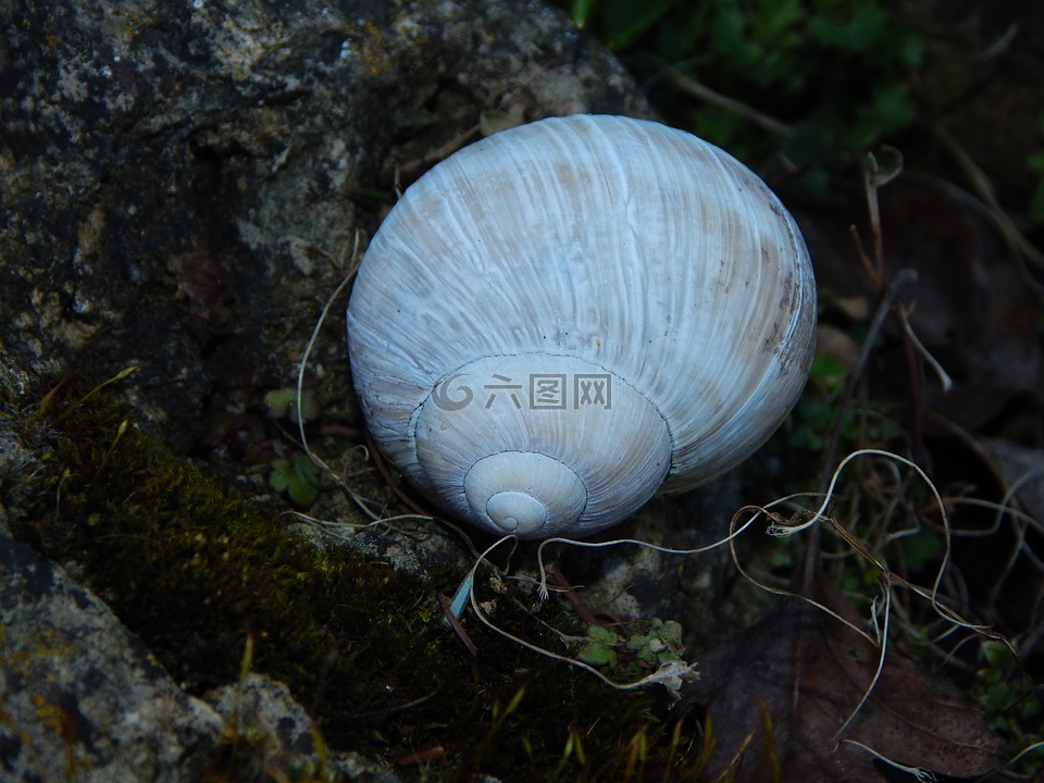 壳,白,蜗牛壳