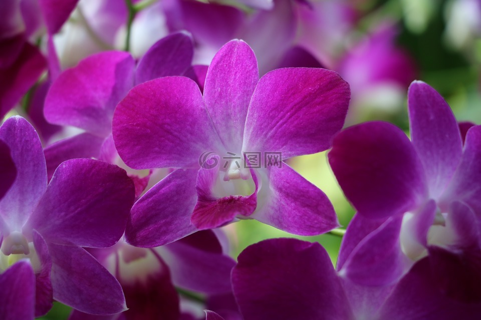 兰花,紫,花园