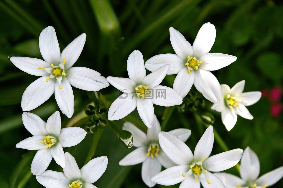 白花,花坛,白星