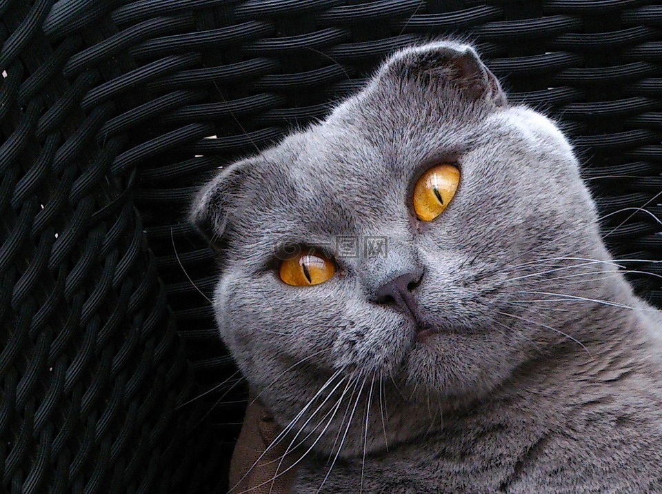 苏格兰折耳猫,品种的猫,猫小猫
