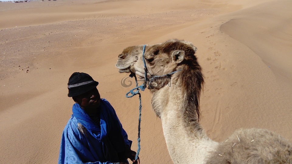 骆驼,贝都因人,摩洛哥