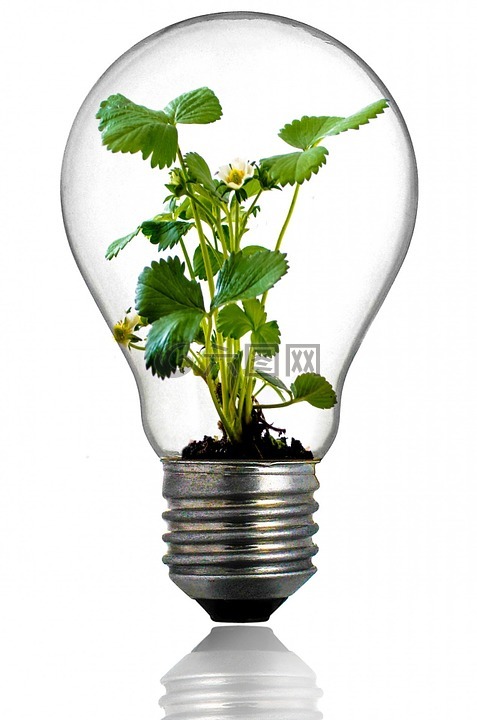 灯泡,增长,植物