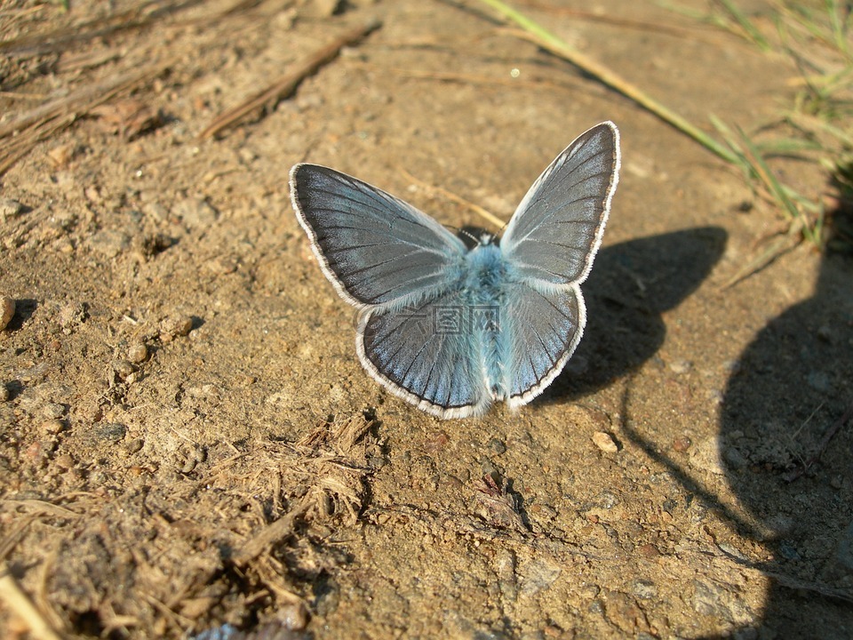 蝴蝶,蓝色