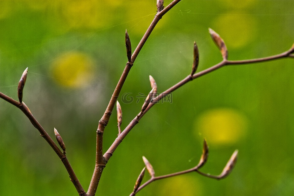 春,芽,绿色