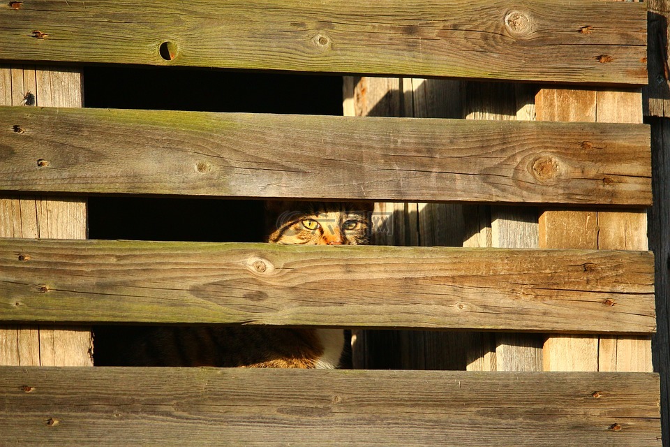 猫,藏身之地,木墙