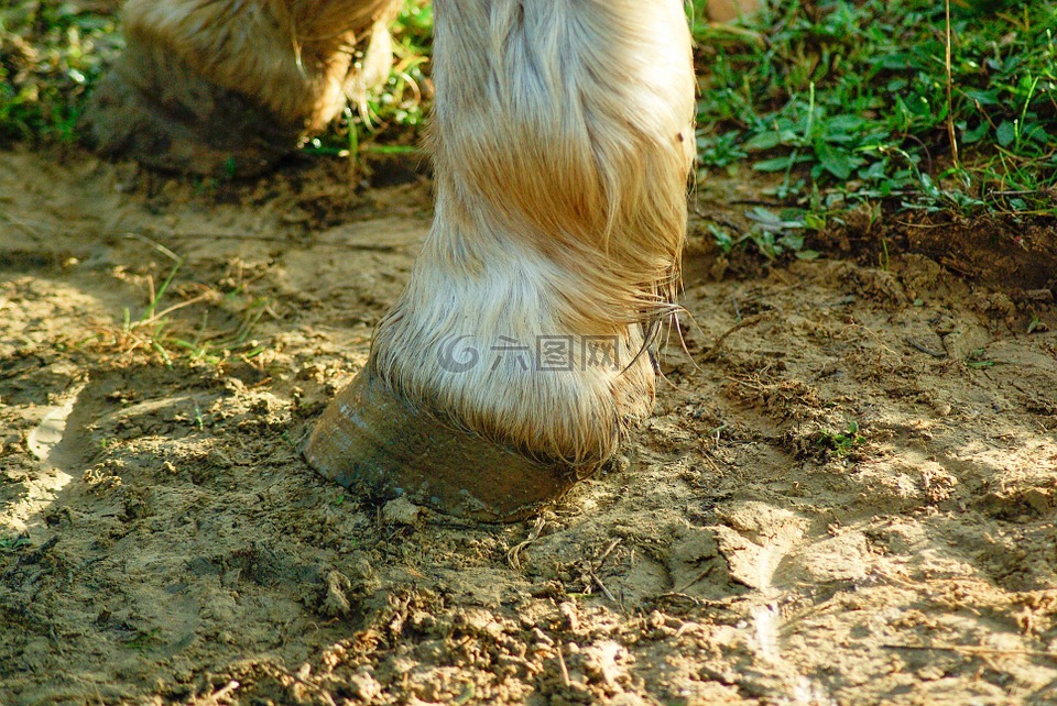 马,木底鞋,爪子