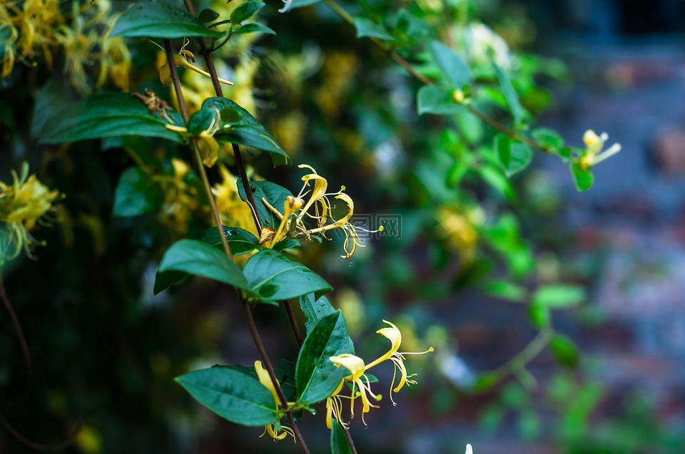 植物,金銀花,清新