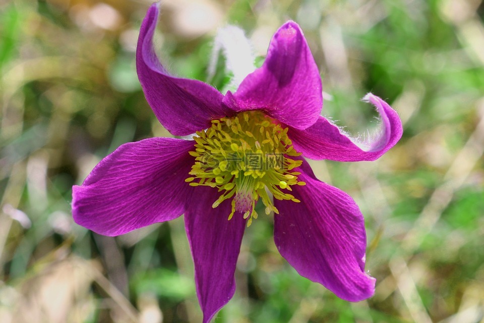 pulsatille,银莲花,鲜花