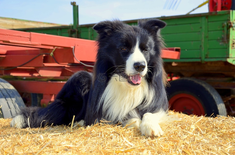 boder牧羊犬,狗,牧羊狗