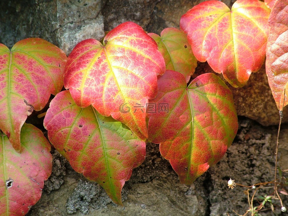 藤,秋季,植物