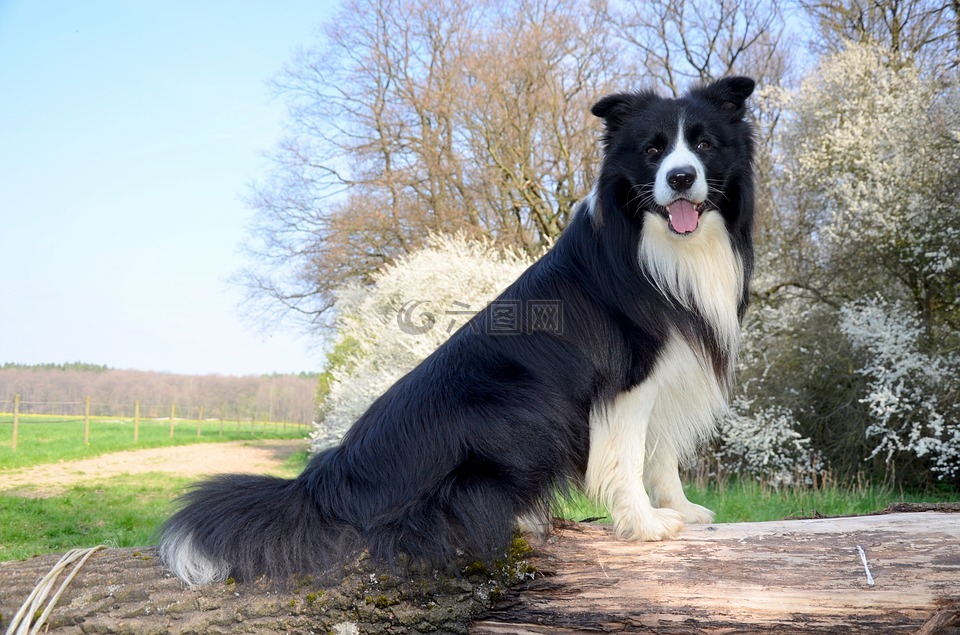 boder牧羊犬,狗,牧羊狗