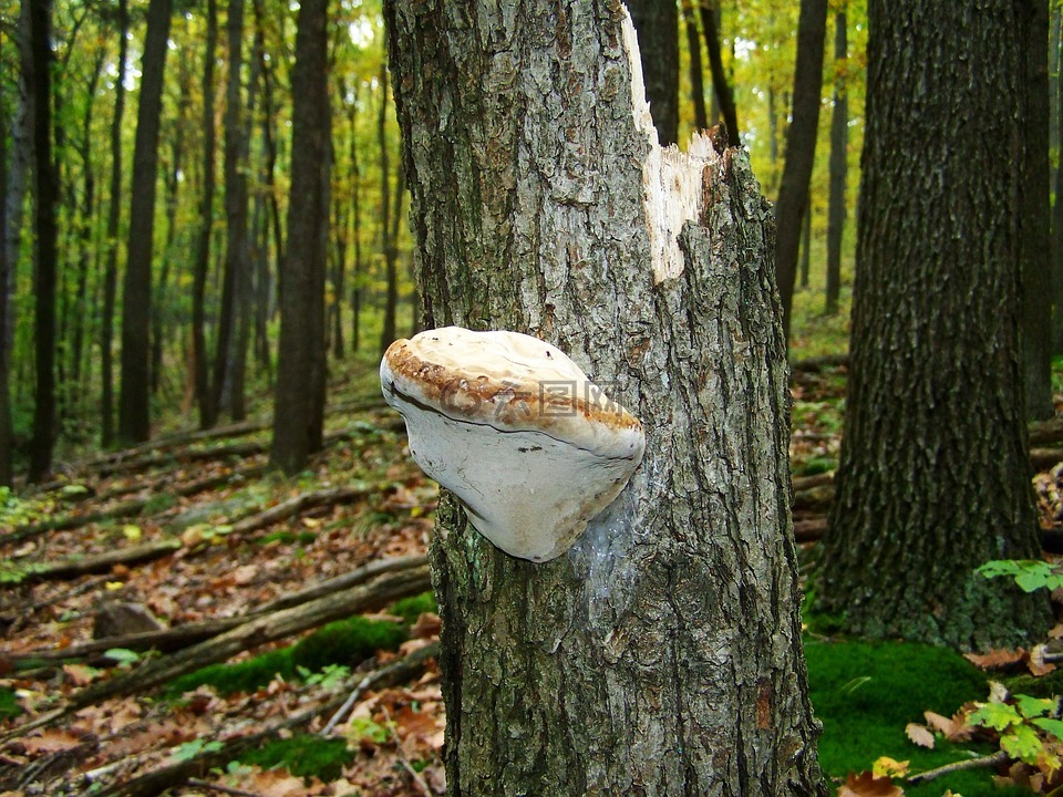 火种真菌,森林,性质
