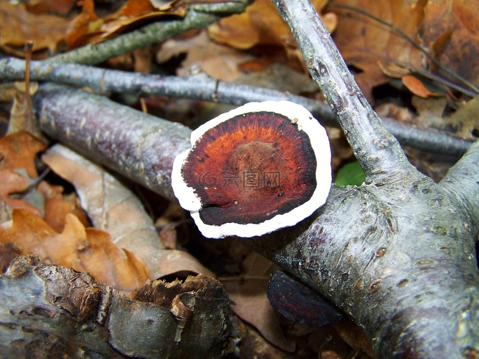 火种真菌,森林,性质