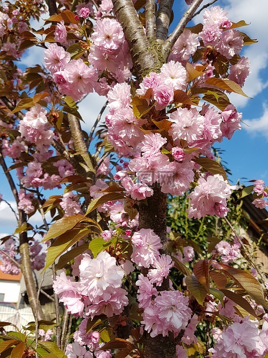 日本樱花,春天,美