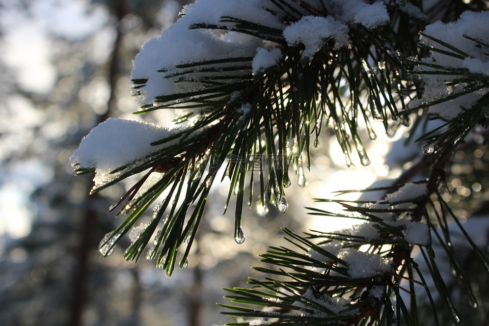 树,冬天,户外活动