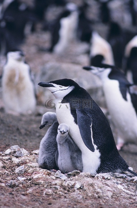 企鹅企鹅,企鹅,母亲