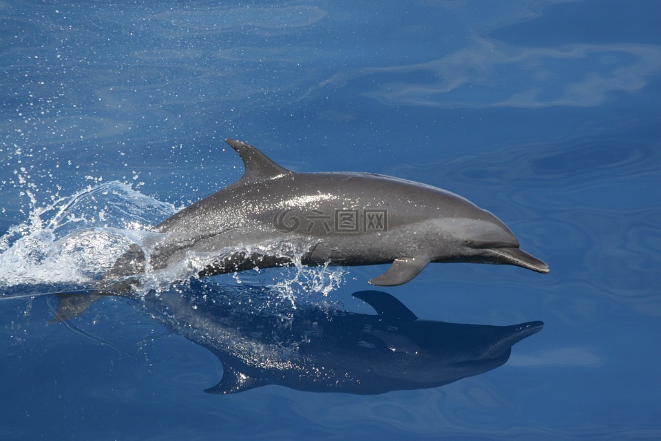 海豚,游泳,跳跃