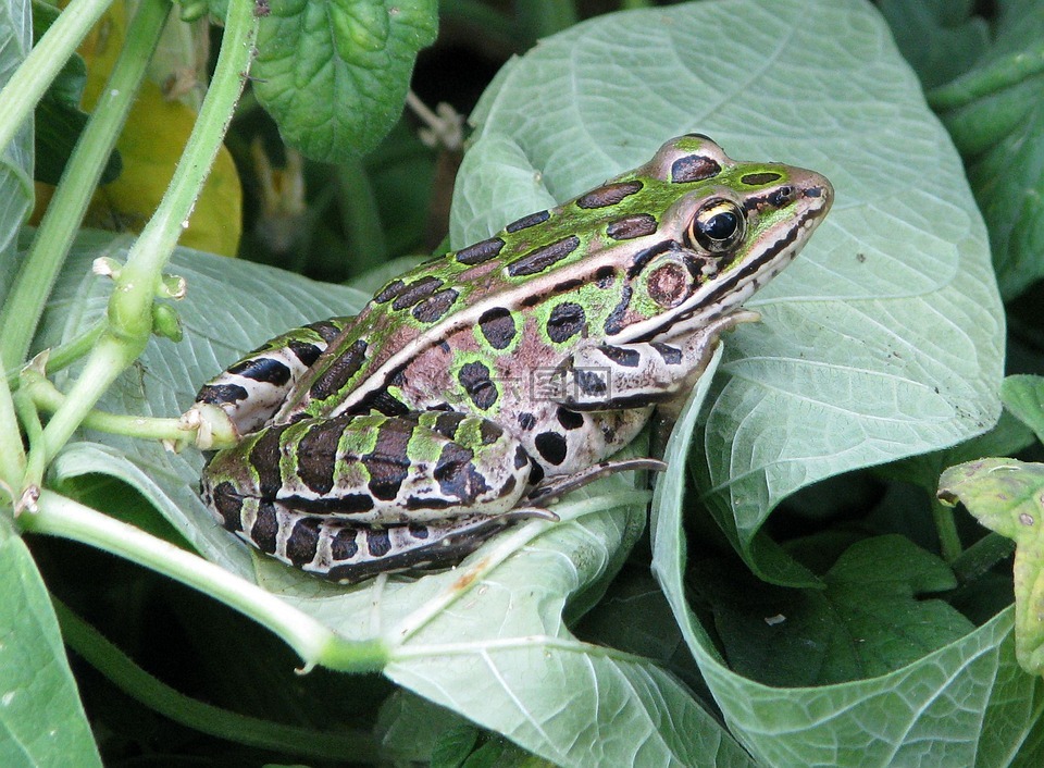 北方豹蛙,lithobates 蚊,林蛙蚊