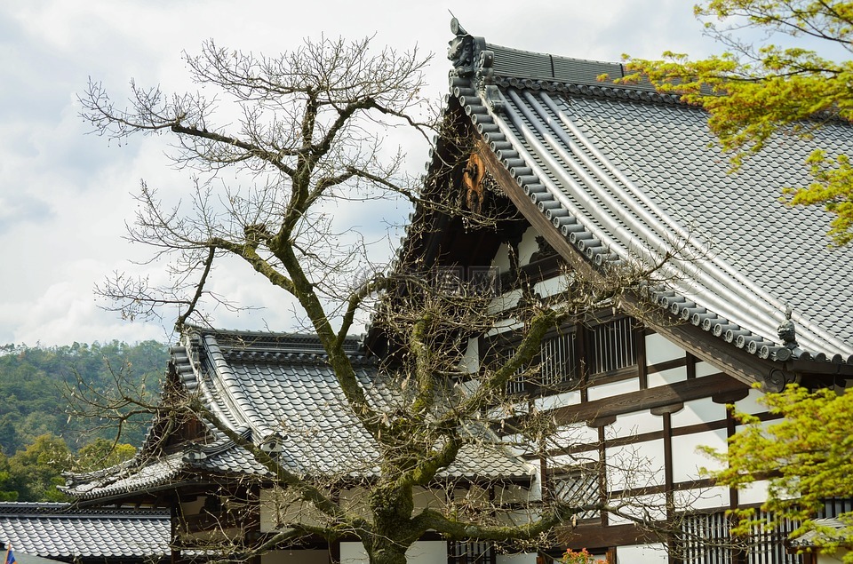 美女,秋天,京都