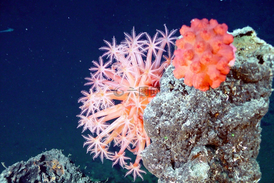 软珊瑚,蘑菇珊瑚,海