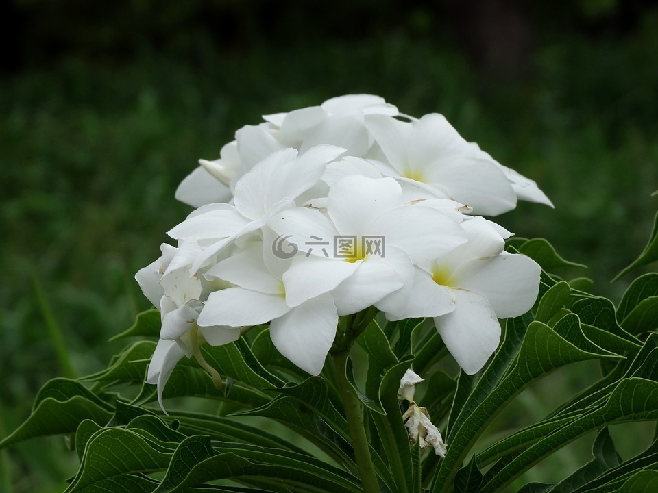 新娘花束,白色的花朵,花卉