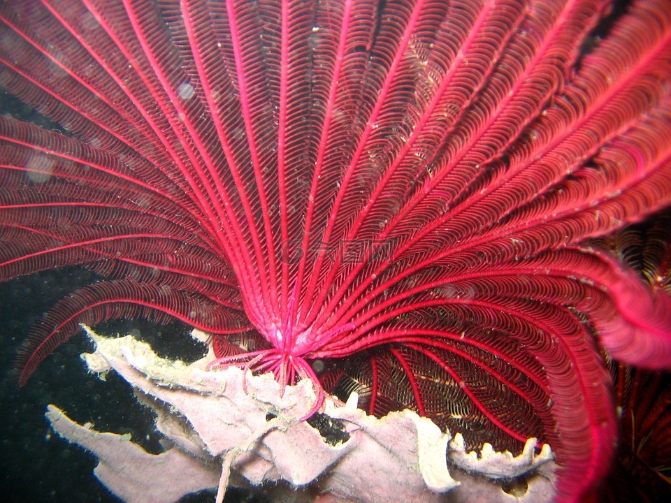 红 crinoid,礁,珊瑚