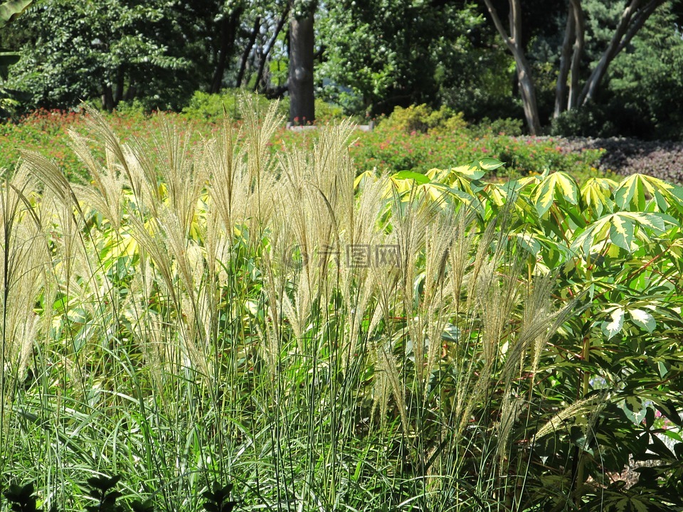 潘帕斯草原,羽毛的芦苇,草