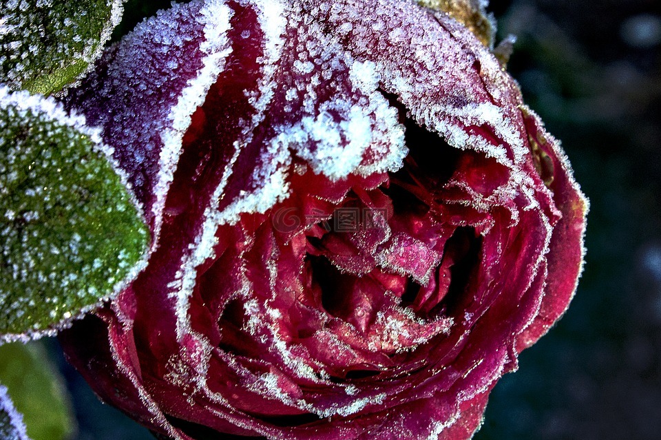 冬天的红玫瑰,霜花,红玫瑰
