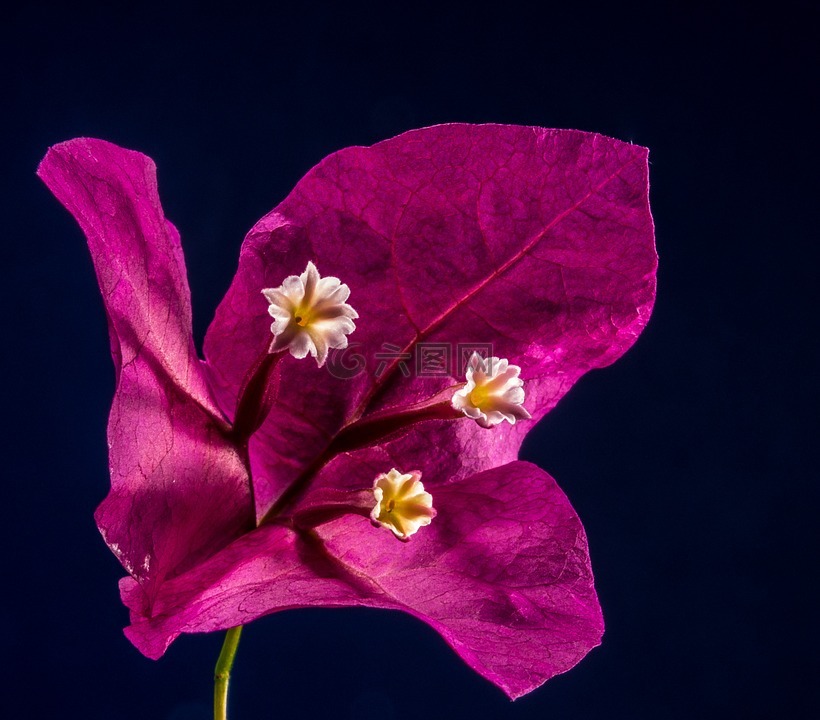 叶子花,开花,花