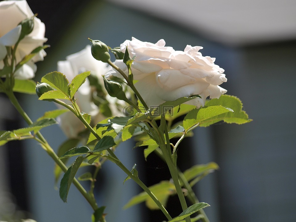 玫瑰,花园,香美的鲜花