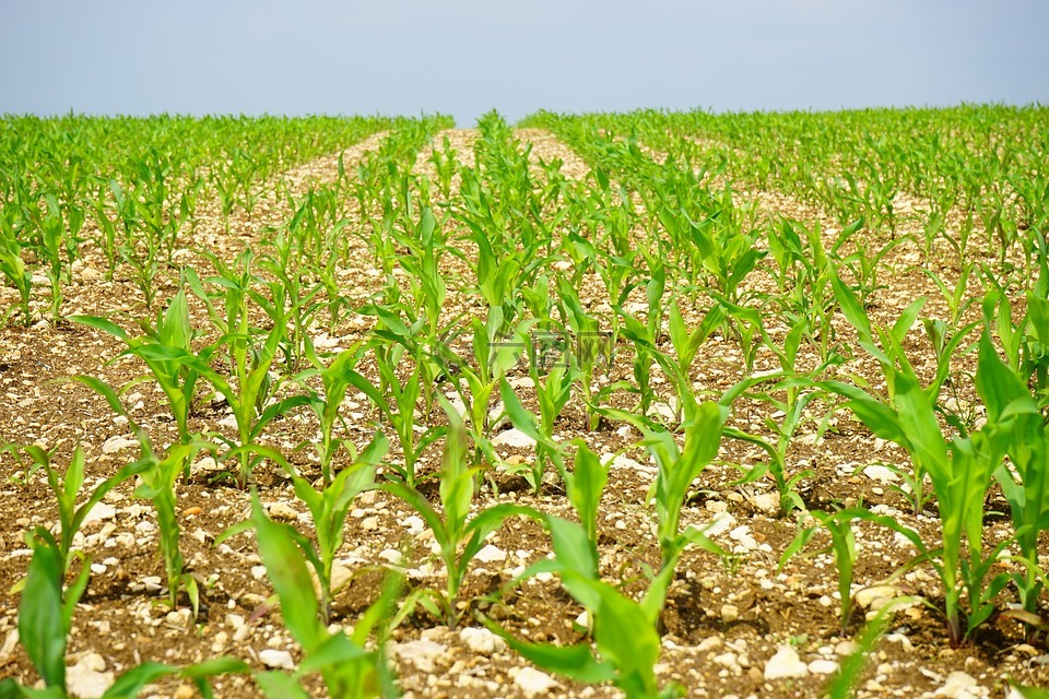 玉米,字段,耕地