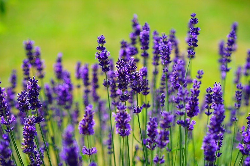 熏衣草,鲜花,紫