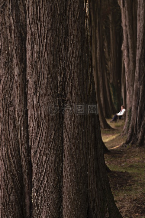 安静的时刻,高大的树木,在树林里