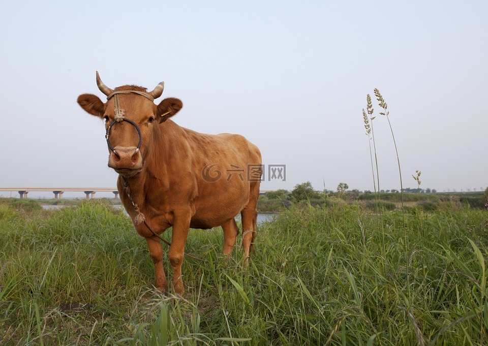 母牛,动物,在韩国牛