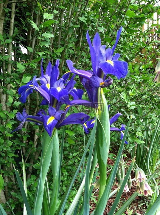 鸢尾花,花,紫色