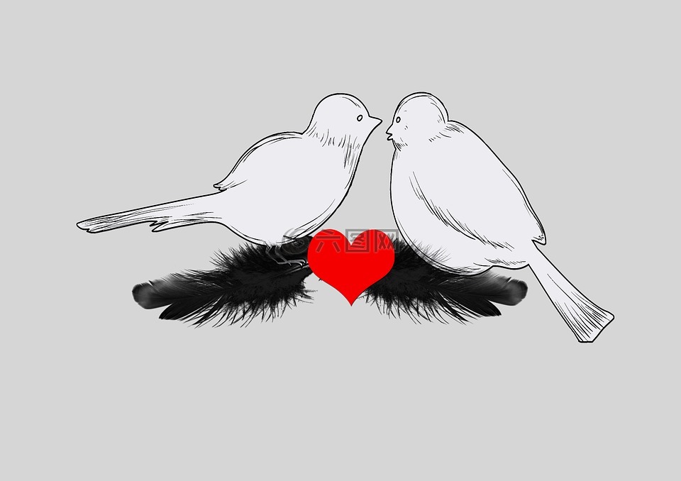 鸟类,心脏,羽毛