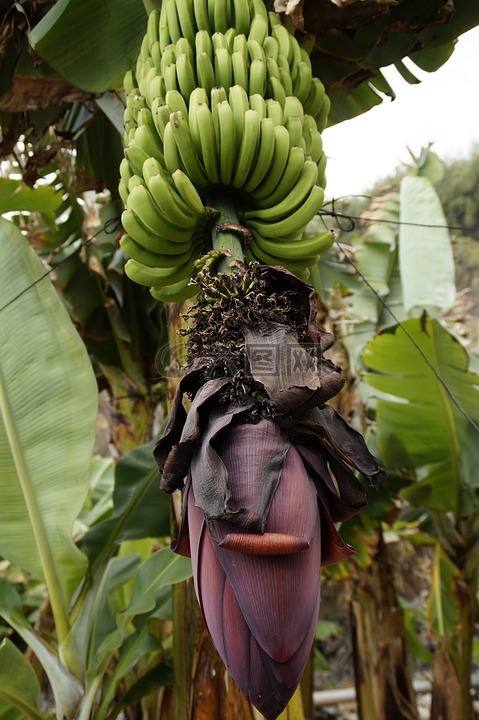香蕉种植园,香蕉种植,栽培