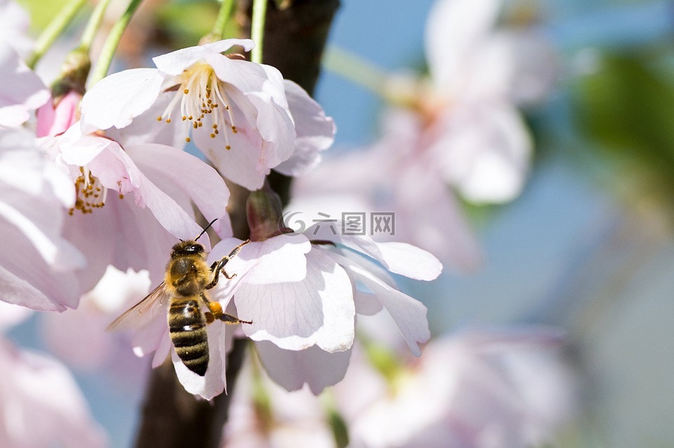 樱花,蜜蜂,春天