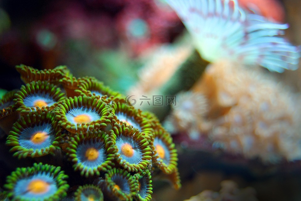 珊瑚,礁,海