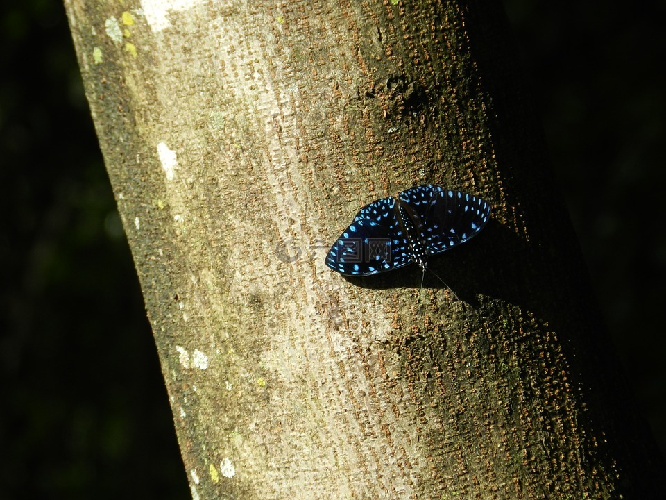 蝴蝶,蓝色,五颜六色的蝴蝶