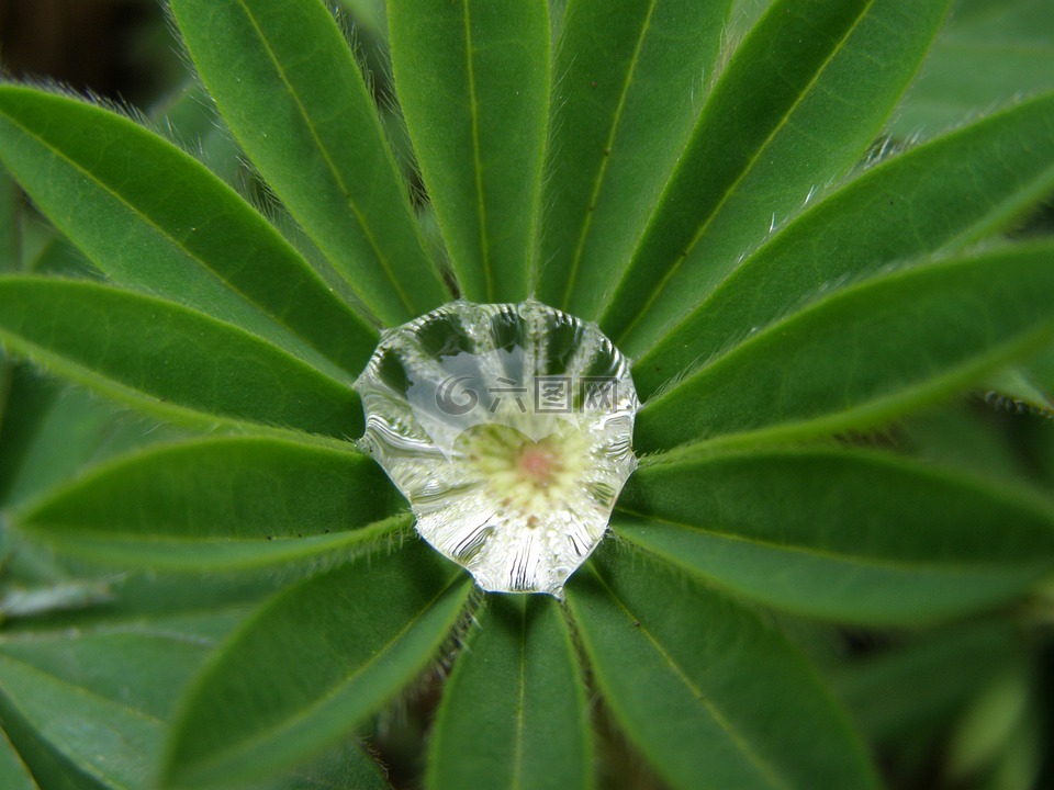 羽扁豆,露珠,花园叶