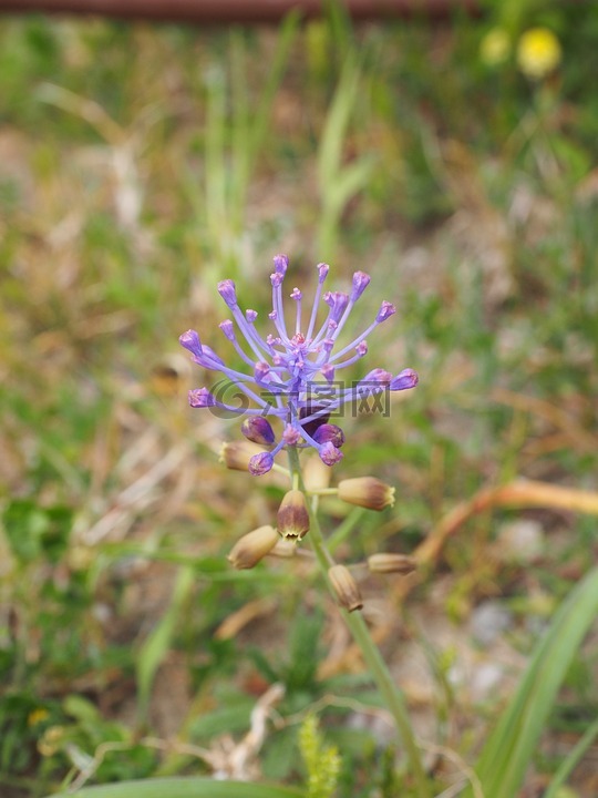 萧葡萄风信子,开花,花