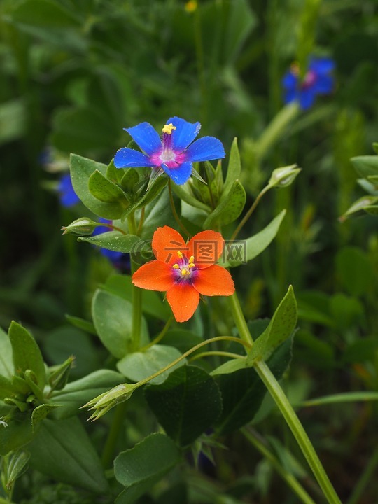 蓝色的海绿,花,开花