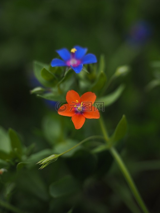 蓝色的海绿,花,开花