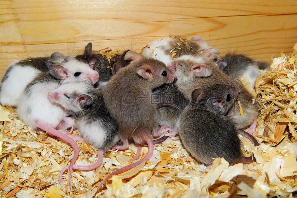 mastomys,小鼠,mastomys鼠