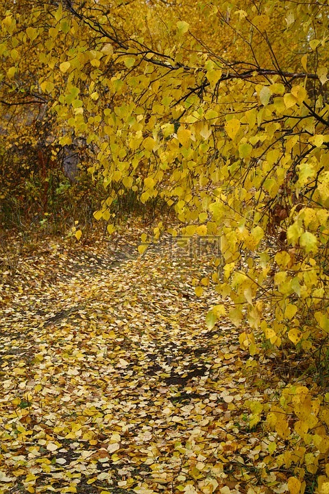 秋季,堕落的树叶,路