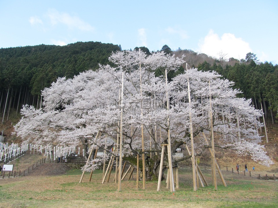 薄墨樱花,具有 1500 年以上树,日本